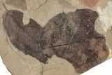 Fossil Leaf (Fagus) Plate - McAbee, BC #276327-1